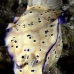 nudibranch_sb_gld_v_0079_kom1696.jpg